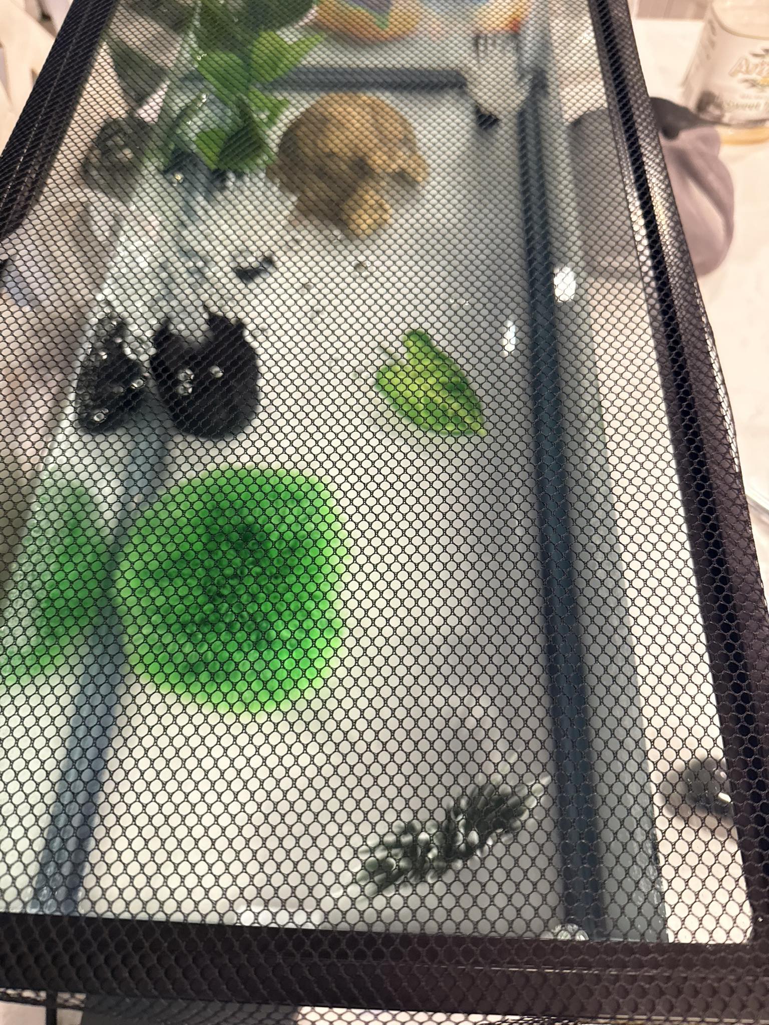 axoloyl fish net 8 pcs Axolotl Hammock with Feeding Dish Floating Ball Axolotl for Aquarium Axolotl Enrichment Toys Reptile Triangle Hammocks Lounger Ladder Breathable Mesh Bearded Dragon Tank Accessories Green M Feed juveniles once per day Axolotl Fish Bowl KeyRing 