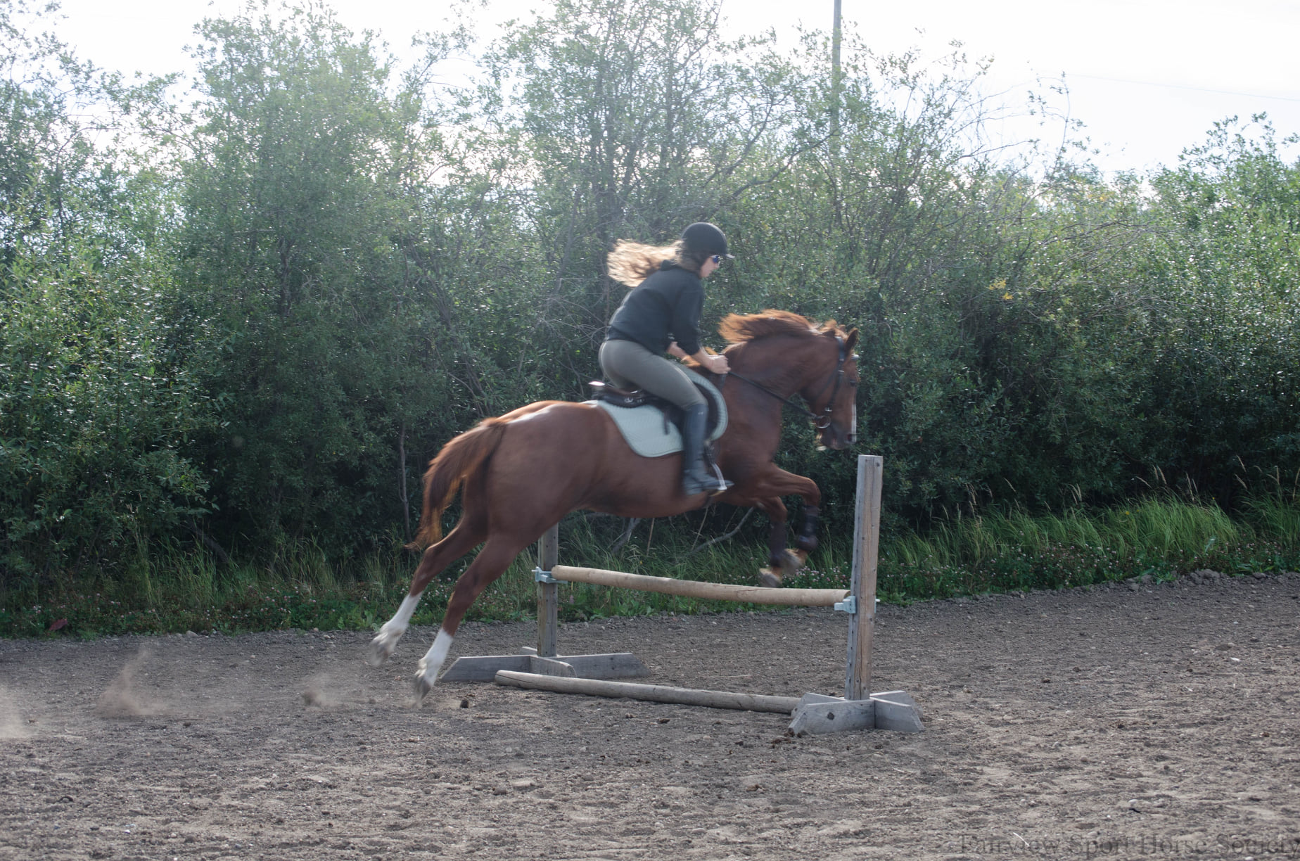 Fairview Sport Horse Society | Fairview AB