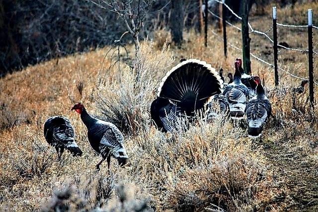 HF Bar Ranch - The Springtime critters are out scouting...