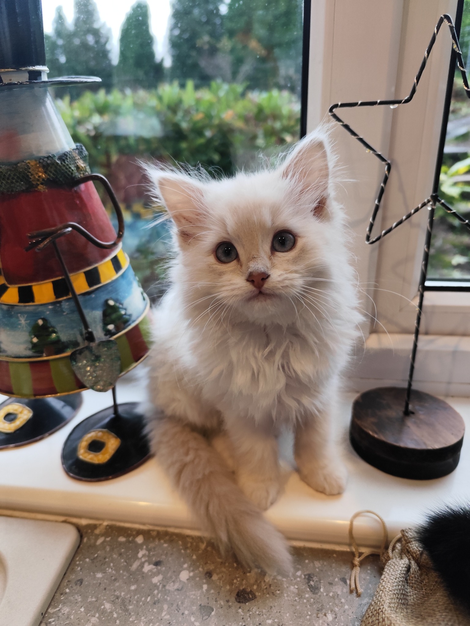 My First Ragdoll | We have just rehomed this wee madam from a rescue ...