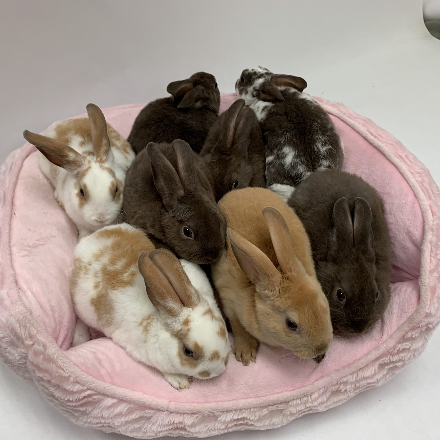 These eight baby bunnies 🐇... - Bunny Bunch Rabbit Rescue | Facebook