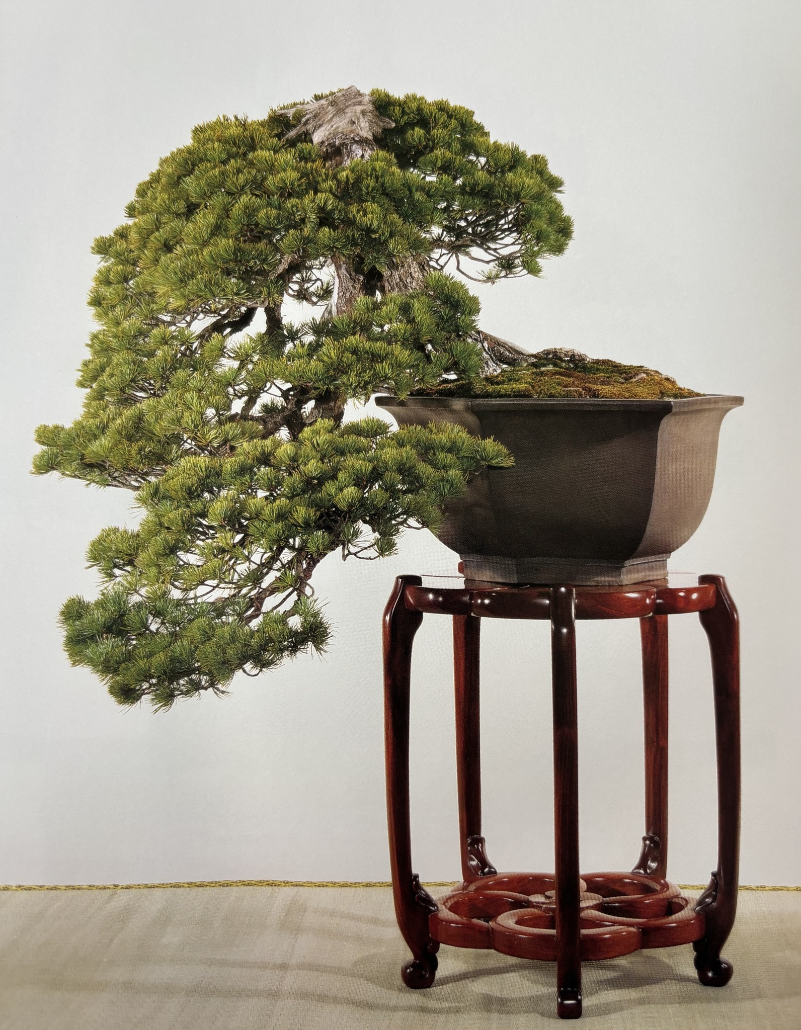 Magnolia liliflora bonsai from 68th Kokufuten exhibition