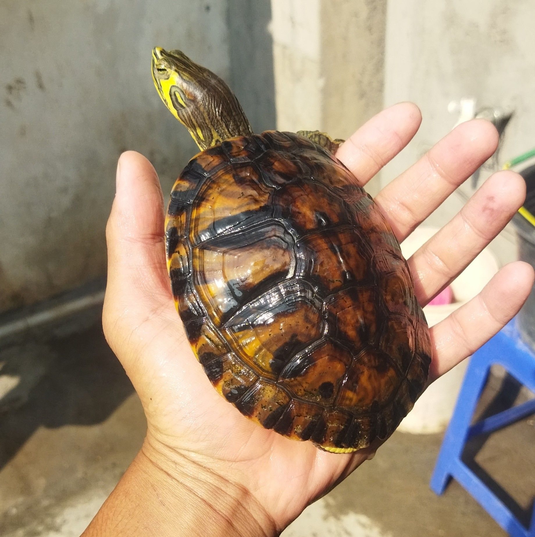 Help remove the shell of the turtle shell 🐢🤏 #turtle #reptile | Almas