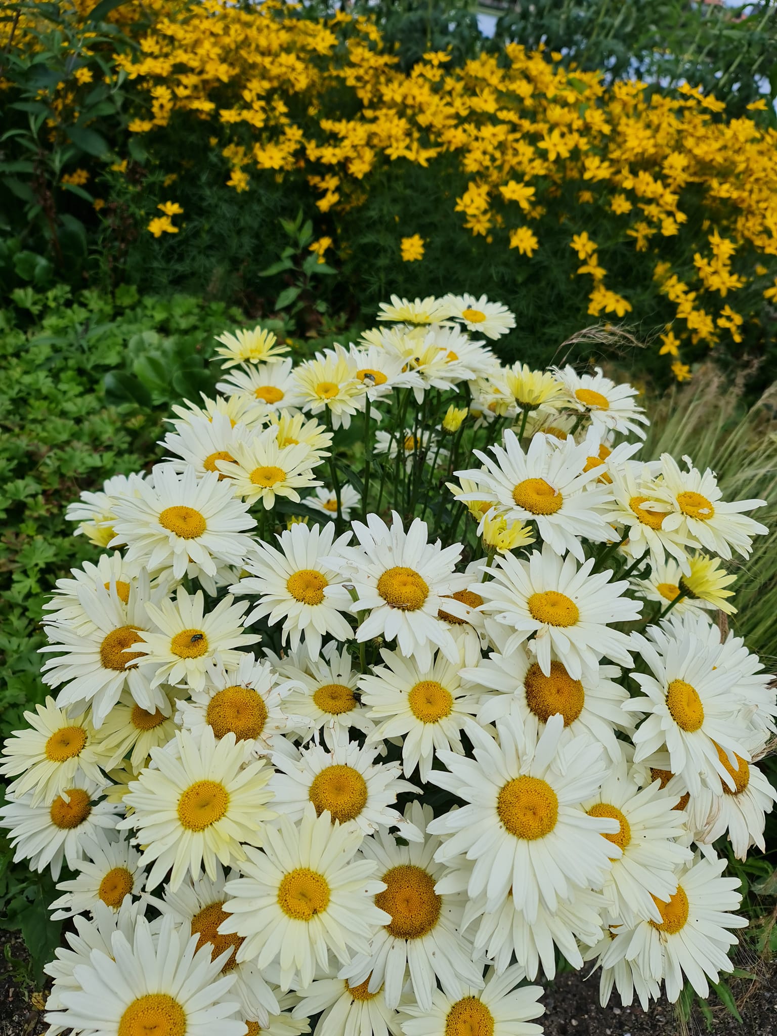Ritha Rabenborg - Lidt til den positive energi 🌼🌺🌳🌹 Det er...