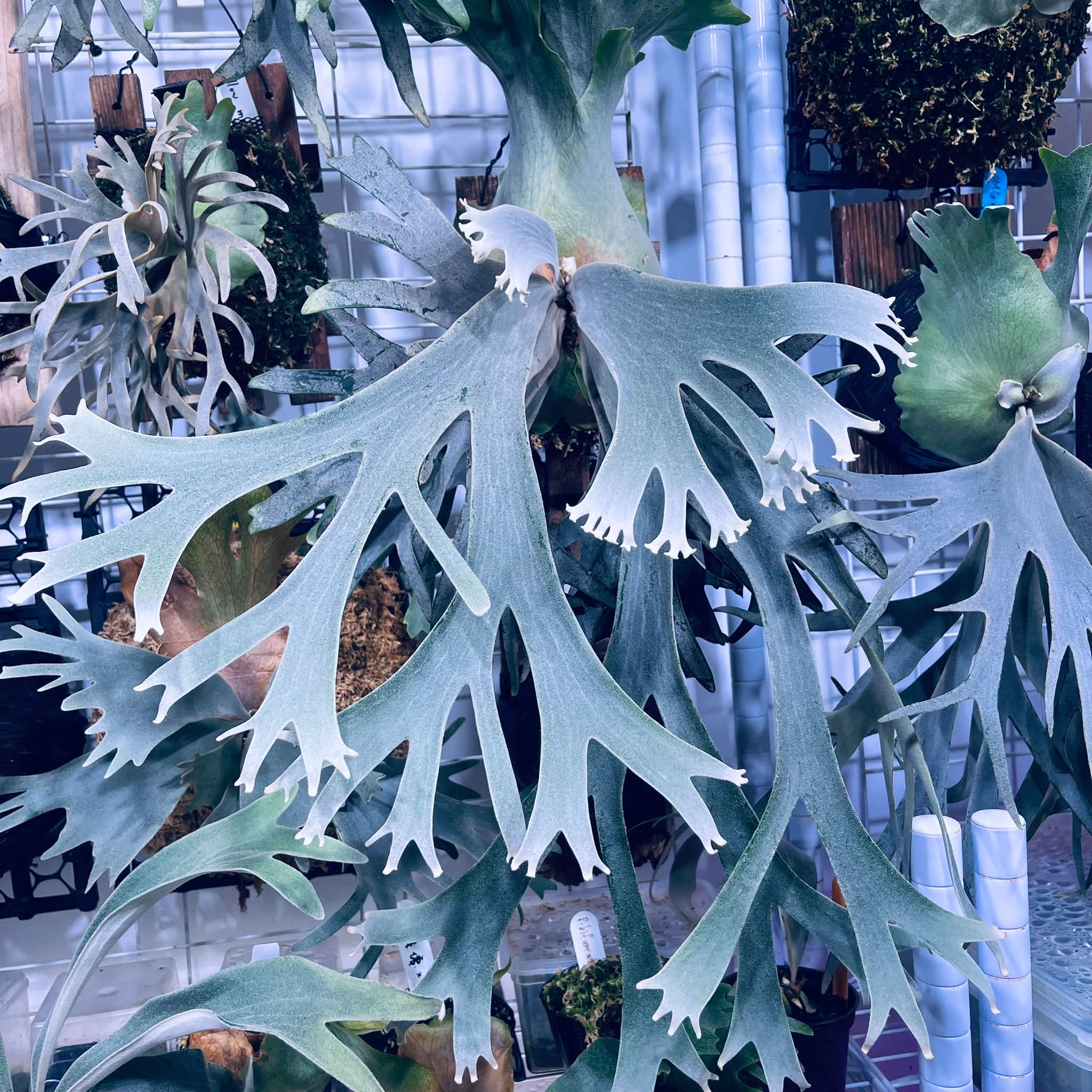 結束🔚 🍀競標母株超美🫶 ♠️ P. willinckii cv. Cold moon 冷月