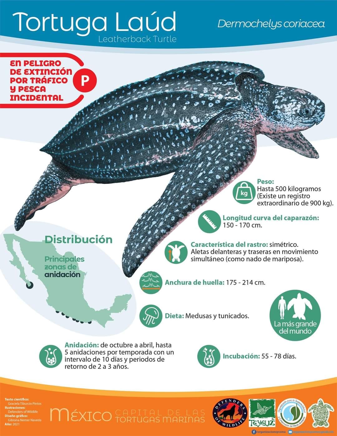 ¡El gigante de los mares! Tortuga... - Tortugueros México | Facebook