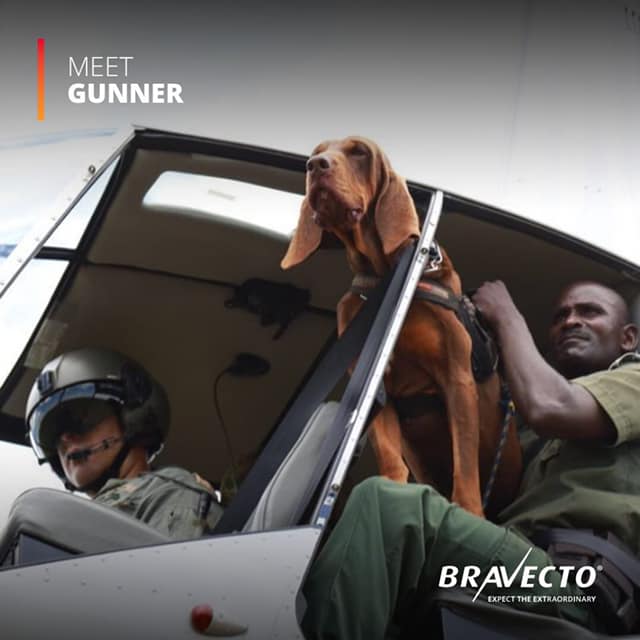 Project Rhino - Meet Gunner! Gunner is a @ProjectRhino... | Facebook