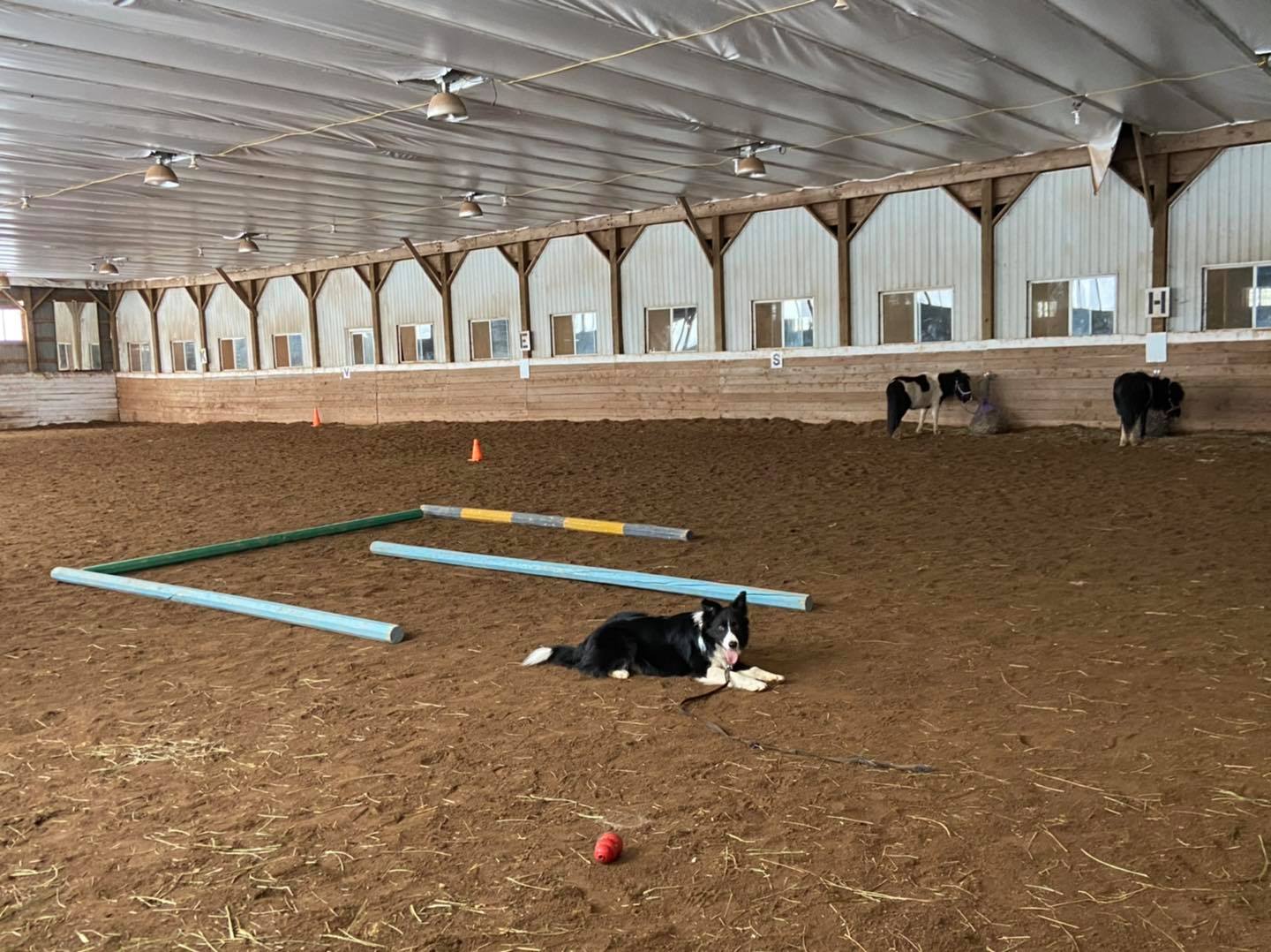 What is Pony School? It’s a... - Beloved Miniature Horses