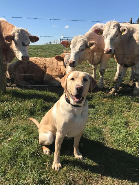 It's Forfar Friday, featuring plenty... - Guide Dogs Scotland