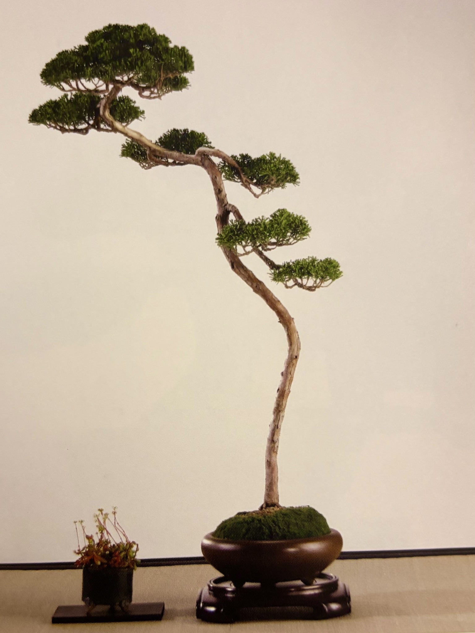 Magnolia liliflora bonsai from 68th Kokufuten exhibition