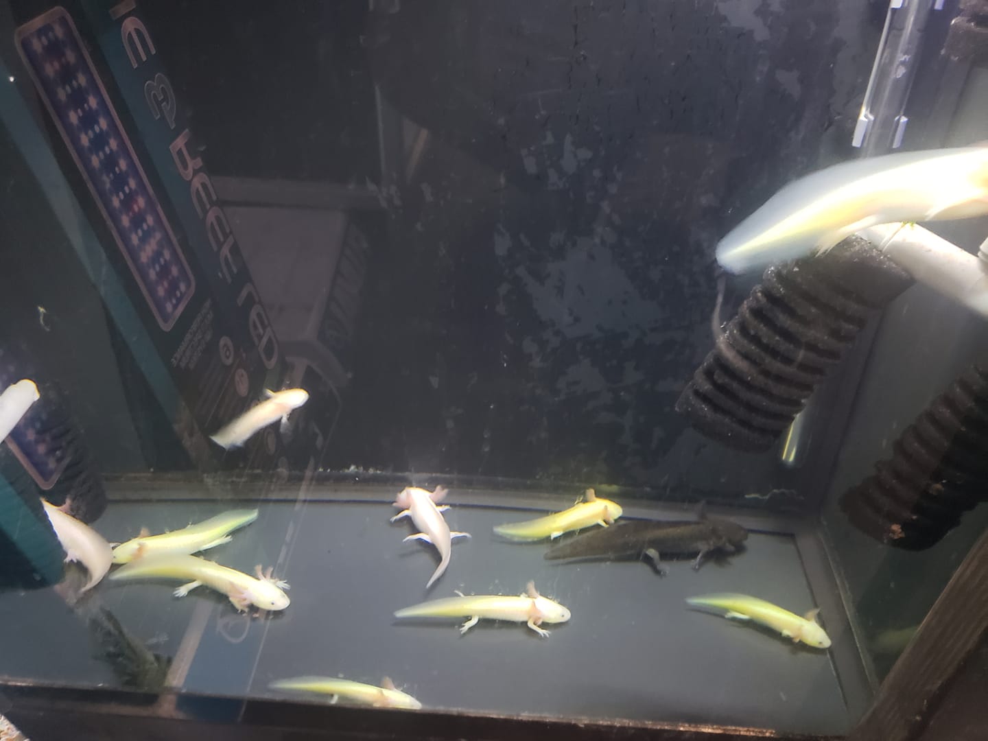 Exotics and Aquatics | Reno NV