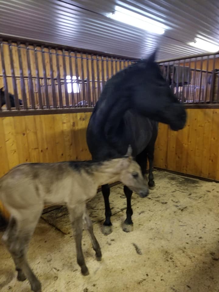 Turn Around Ranch
