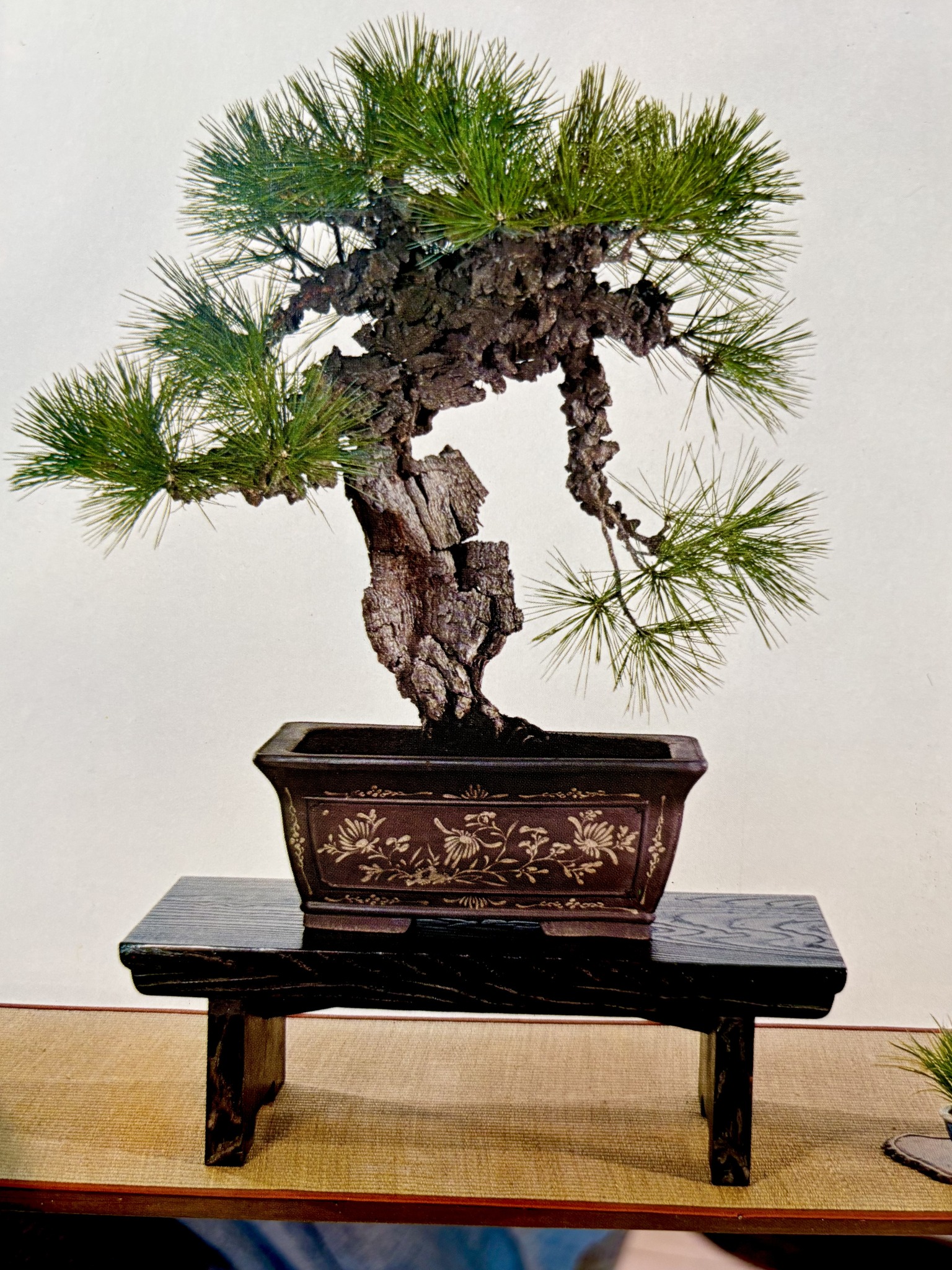 Magnolia liliflora bonsai from 68th Kokufuten exhibition