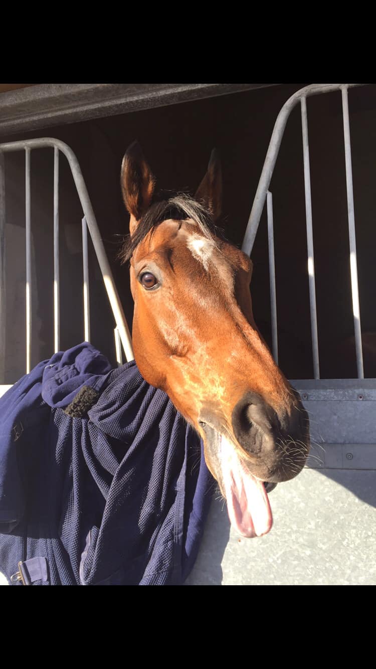 Stephen Hanlon Racing | Constable Burton