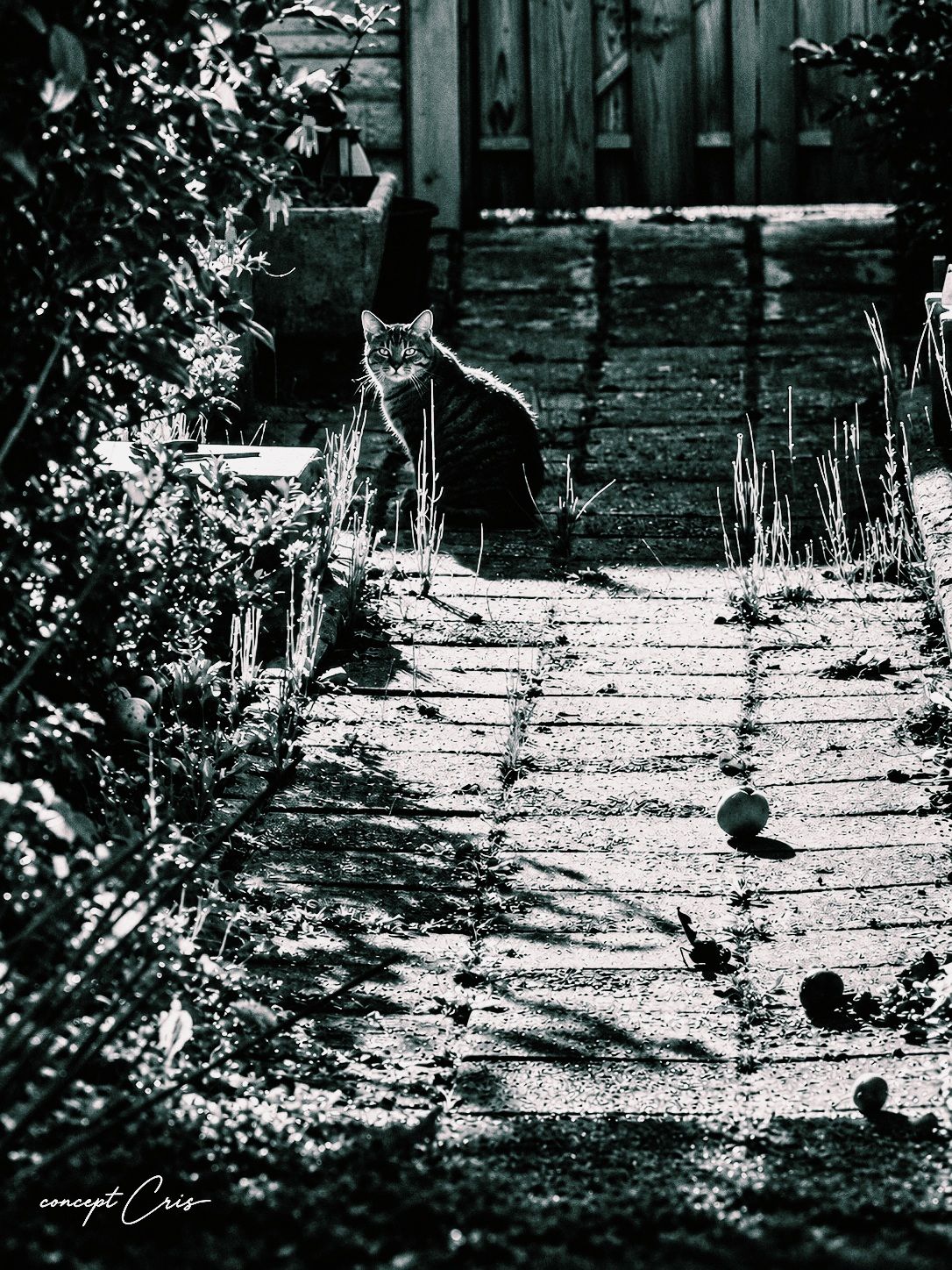 森山大道 Daido Moriyama