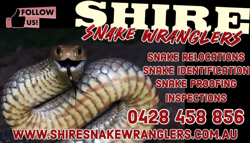 What’s going on over here? …oh nothing, I’ll keep moving then. 🐍 Snake ...
