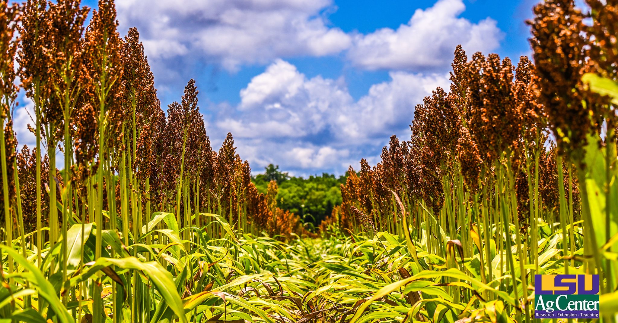 Avoyelles Parish LSU AgCenter - Gettin' there 😎 Grain Sorghum, commonly ...