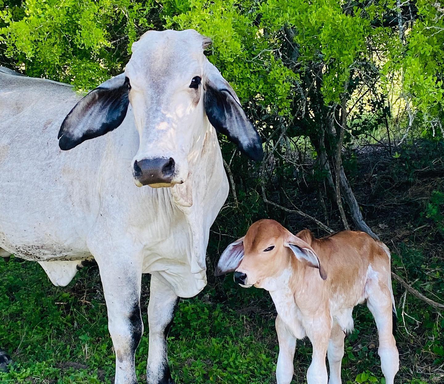 Happy birthday!! @ The Smart Ranch - Smart Brahman Cattle