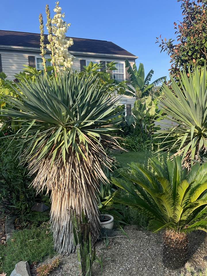 How to harvest a leaning yucca plant in Pittsburgh?