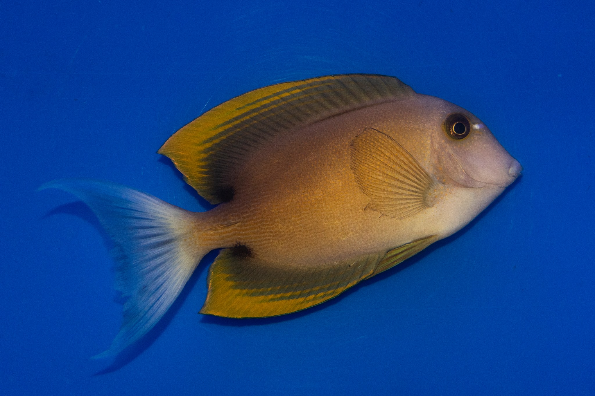 Volunteer State Aquatics Group - Fish Spotlight! Flamefin Tangs, also ...