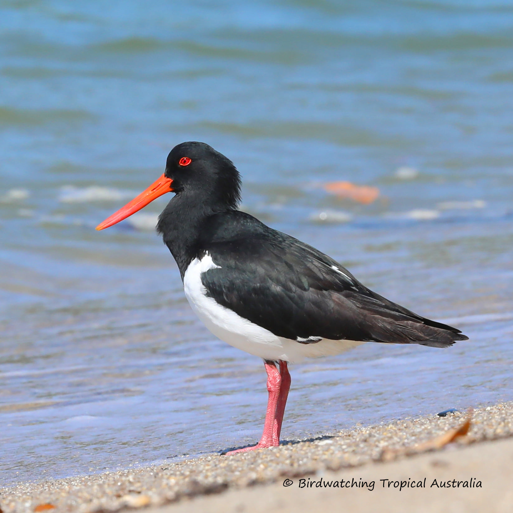 birds-of-north-queensland-australian-pied-oystercatcher-haematopus