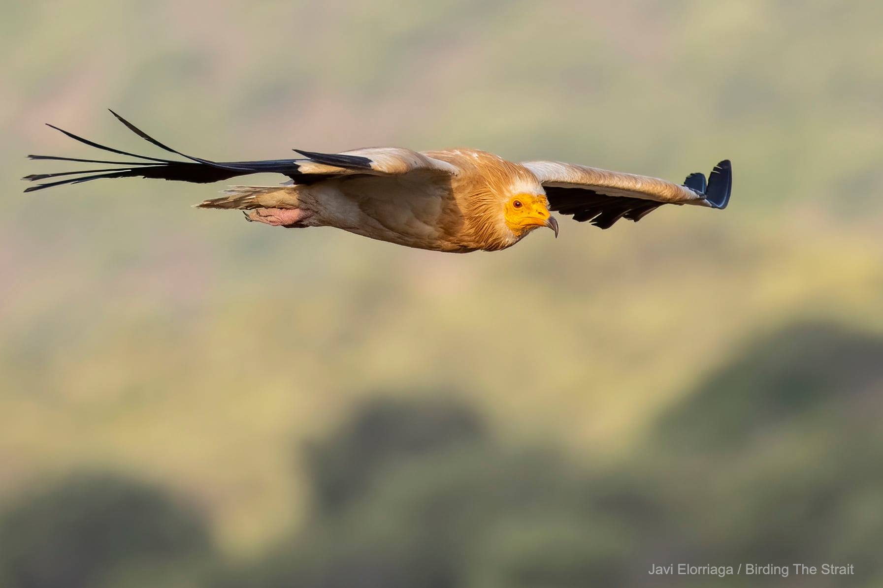 The numbers of white storks and black kites are rapidly building up in ...