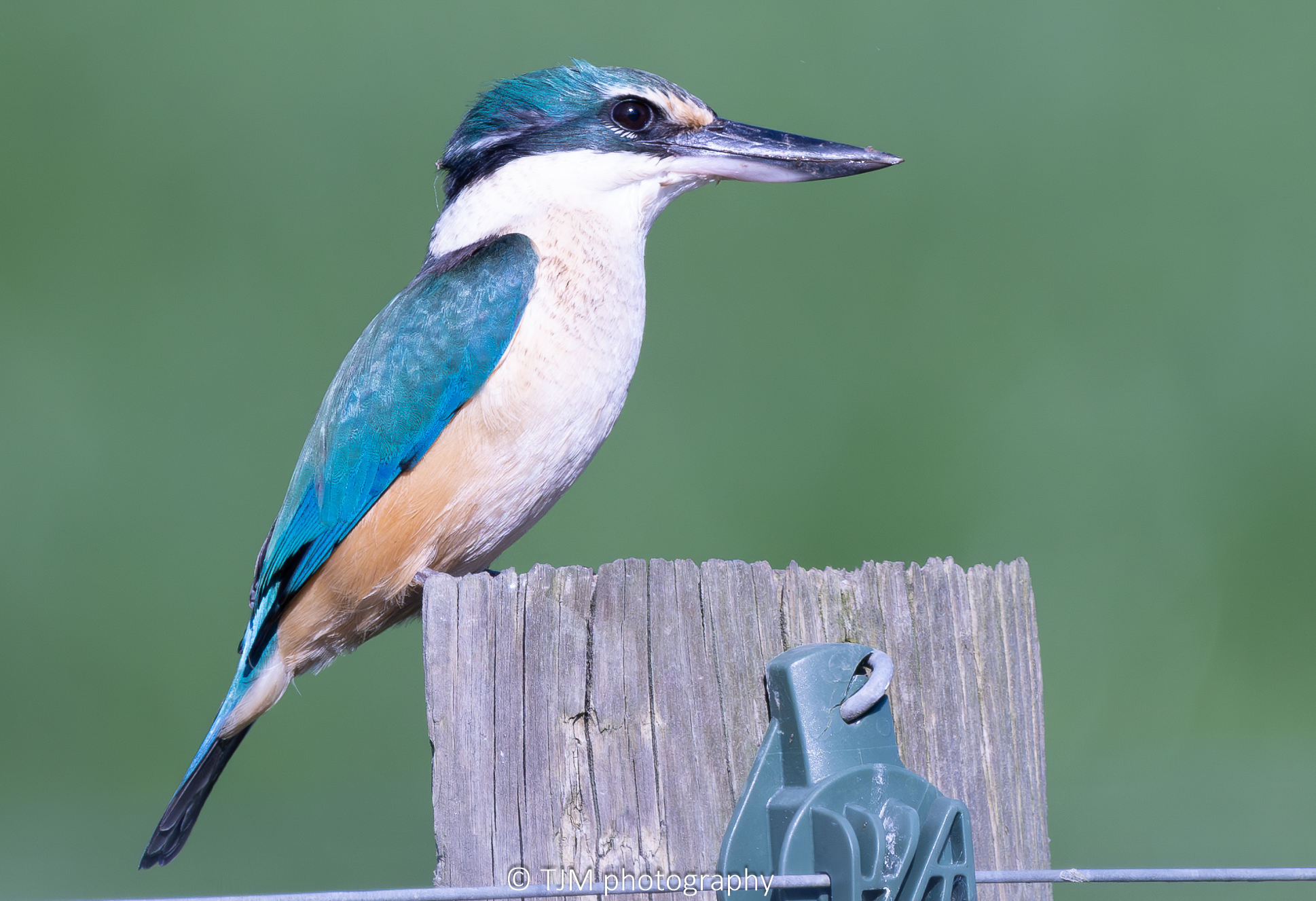 Nikon Z9 captures stunning kingfisher photo