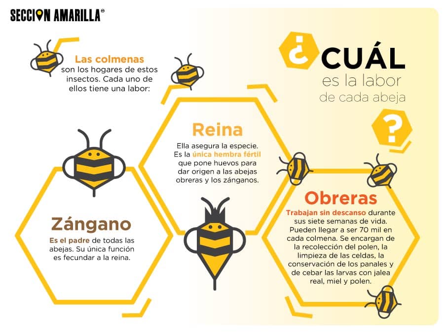 ABEJA NEGRA SOS - Sabes de qué depende el éxito de una... | Facebook