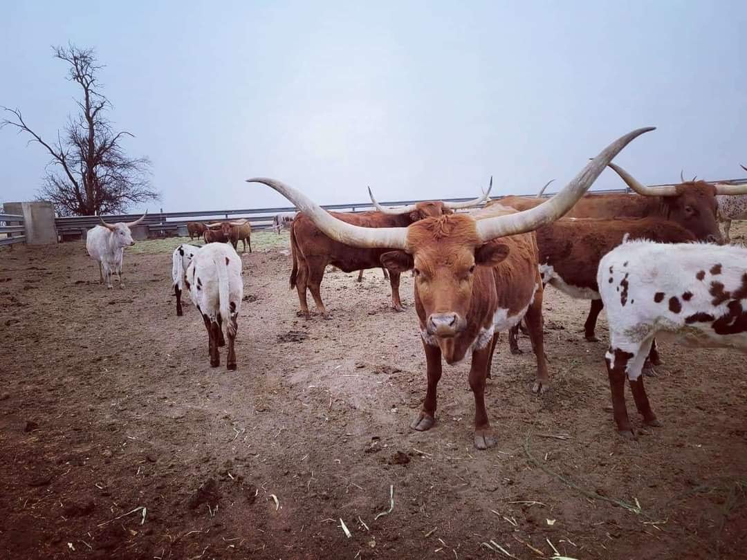 OWL RANCH | Claude TX