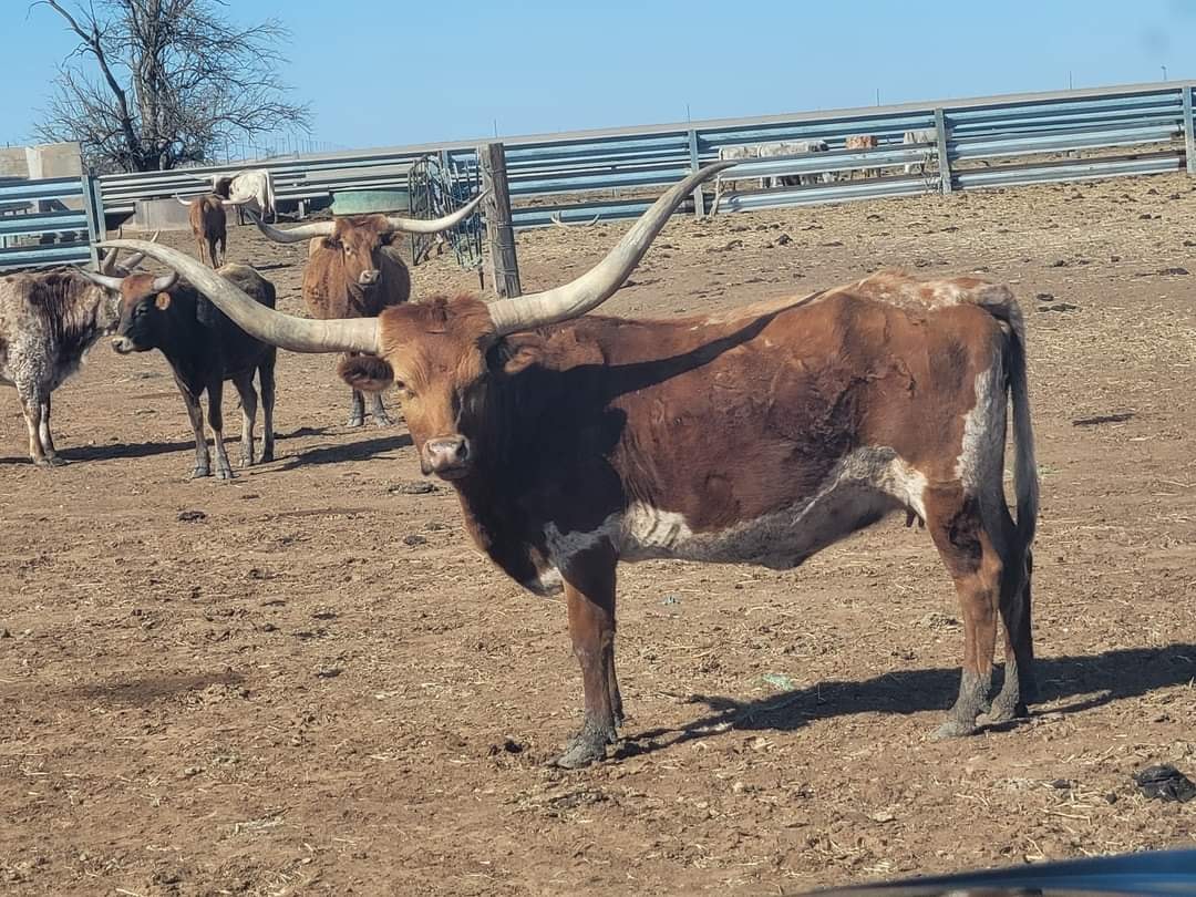 OWL RANCH | Claude TX