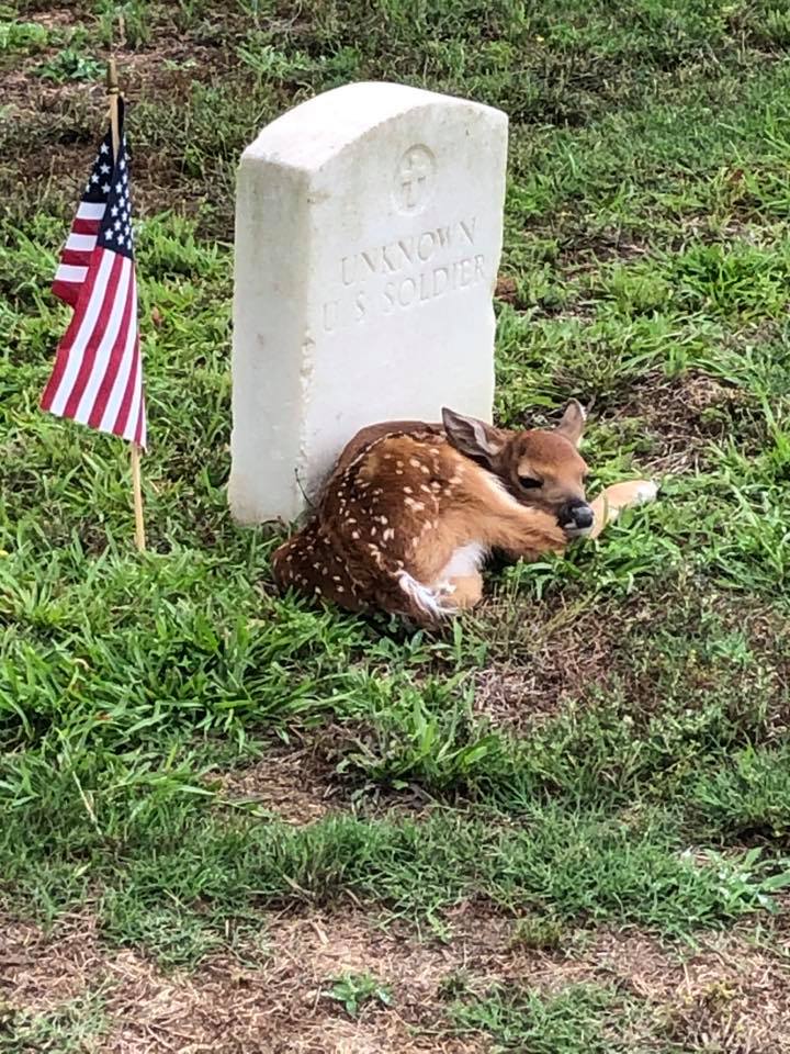 Fawn Curls Up At Unknown Soldier S Headstone In Georgia Cemetery Photo Shows Fox News