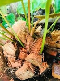 Samoa Buy & Sell Online
