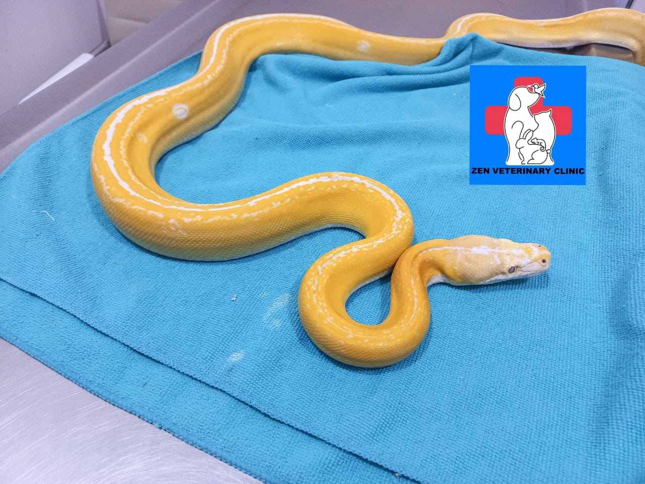 This reticulated python has mouth rot... - Zen Animal Clinic