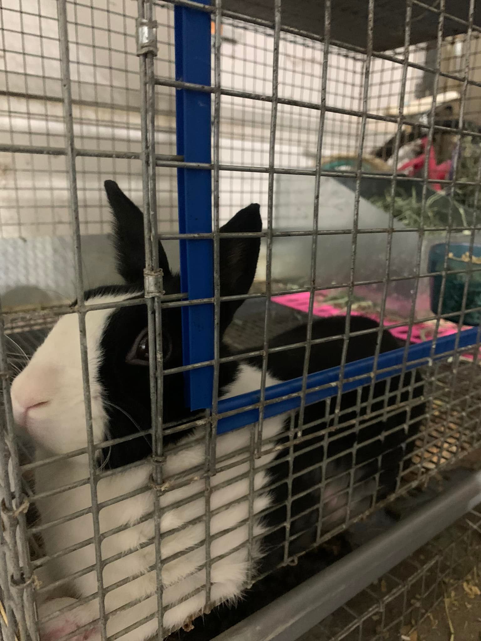 Ruthie’s Dutch Rabbitry