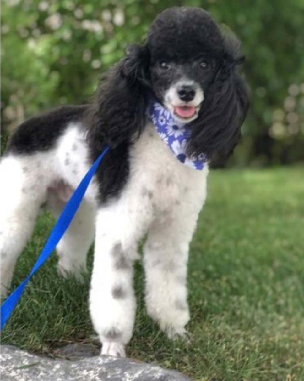 We are so excited to... - Phoenix Sheepadoodle puppies | Facebook