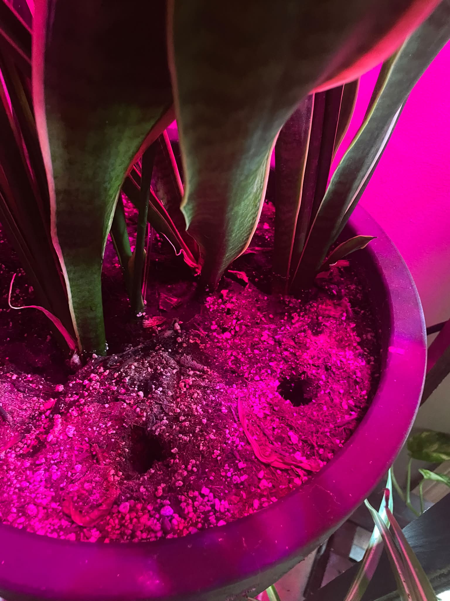 Member's extensive indoor plant collection in PHA group