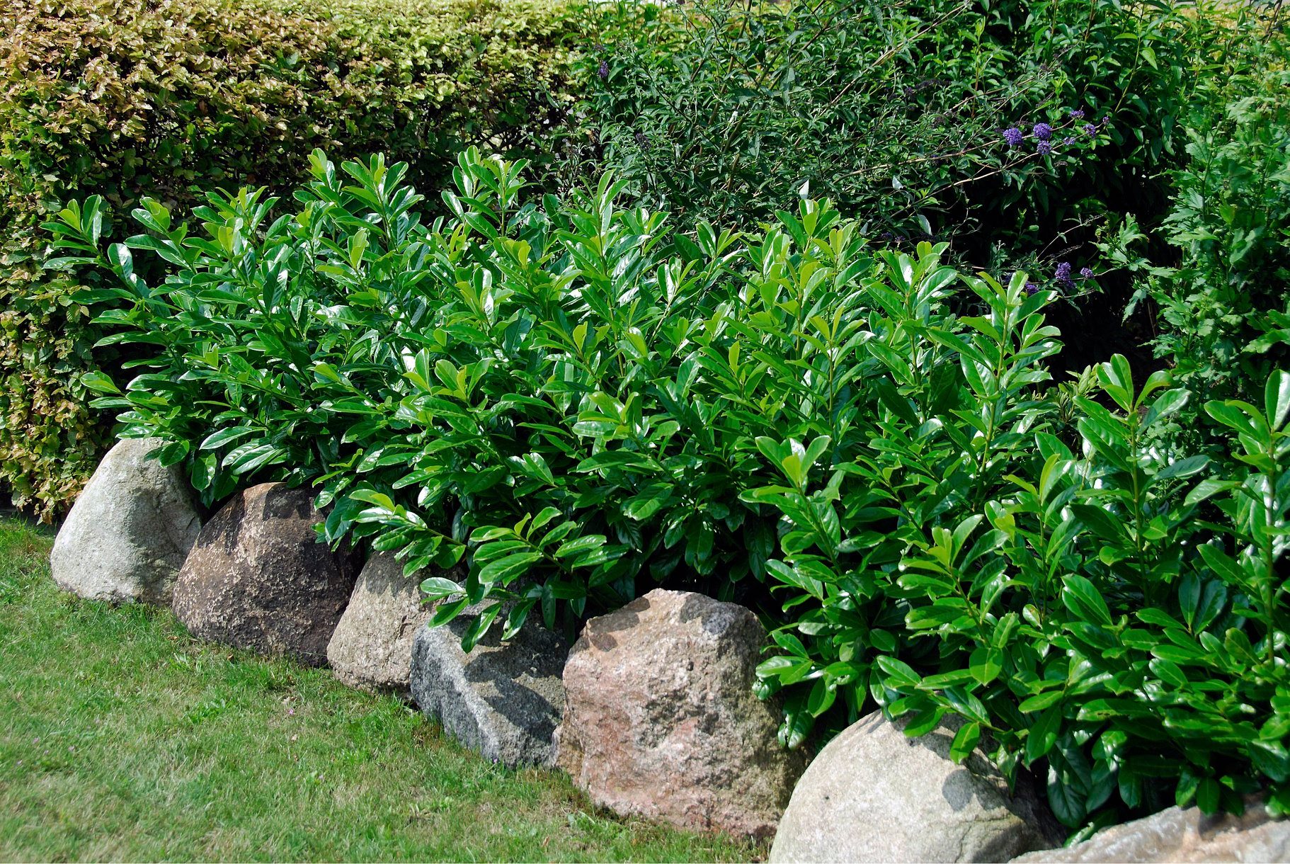 Verdi - 🌿Laurul englezesc este arbustul vesnic-verde ce... | Facebook