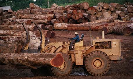 Mukula Tree Trader's Association Of Zambia-MTTAZ