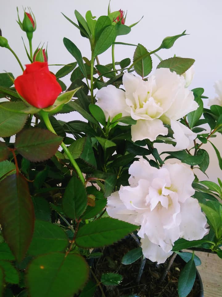 😍♥️ Rosa rococó + azalea flor... - Vivero 