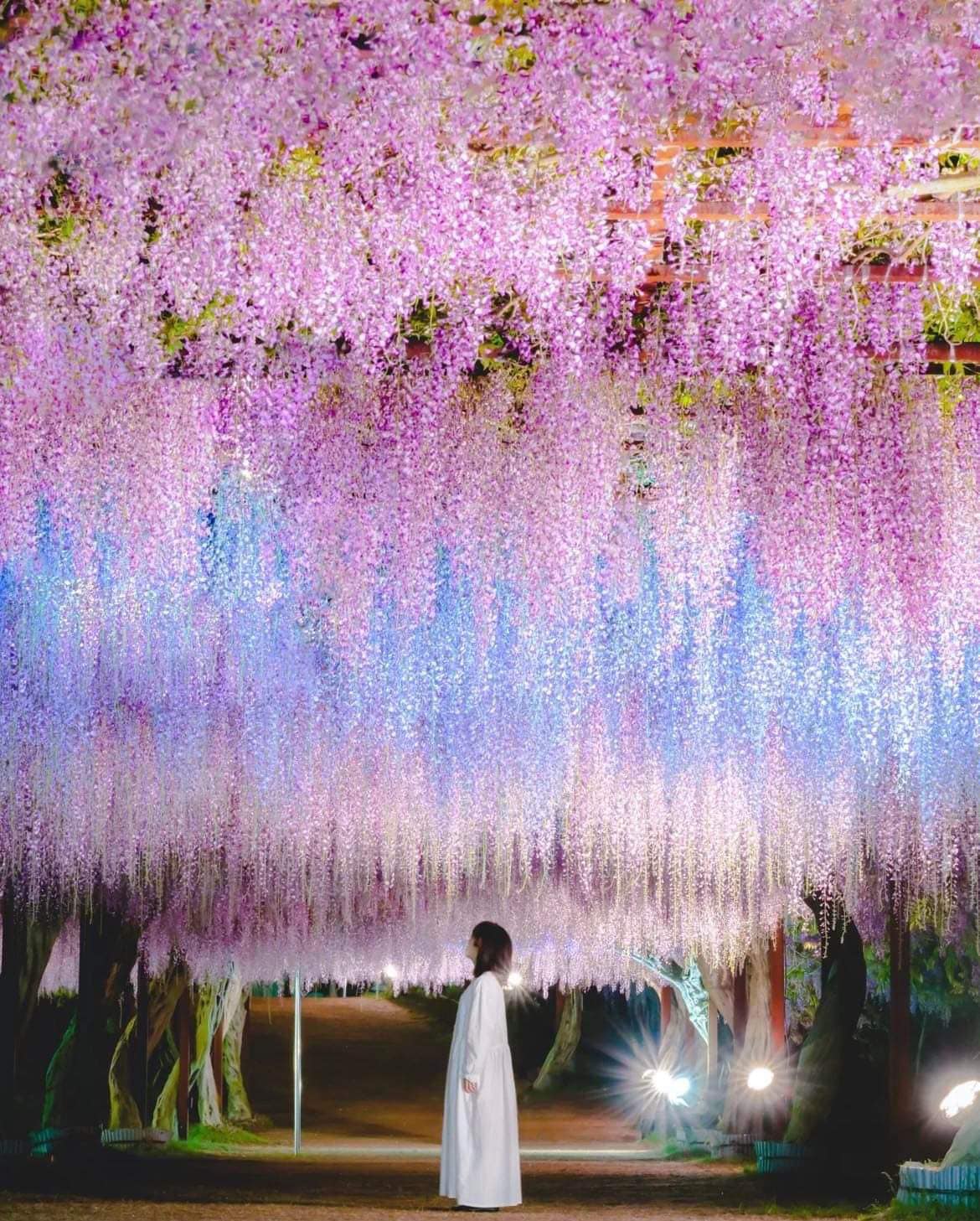 💕✨💕✨ The wisteria flowers looked like an aurora 🤩 Fuji Park