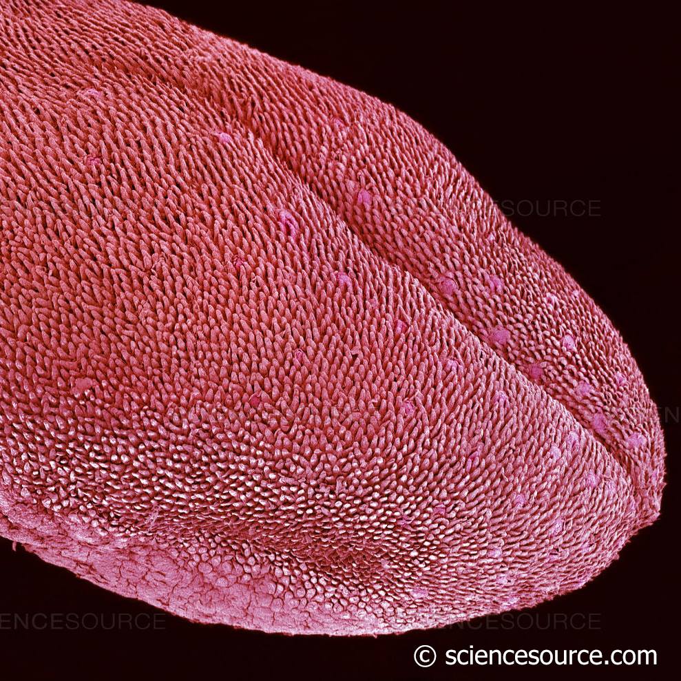 Mouse tongue, SEM Tongue of a... - Science Source Images