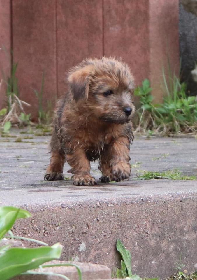 Norfolk Terrier Von Der Zwonitzquelle Photos Facebook