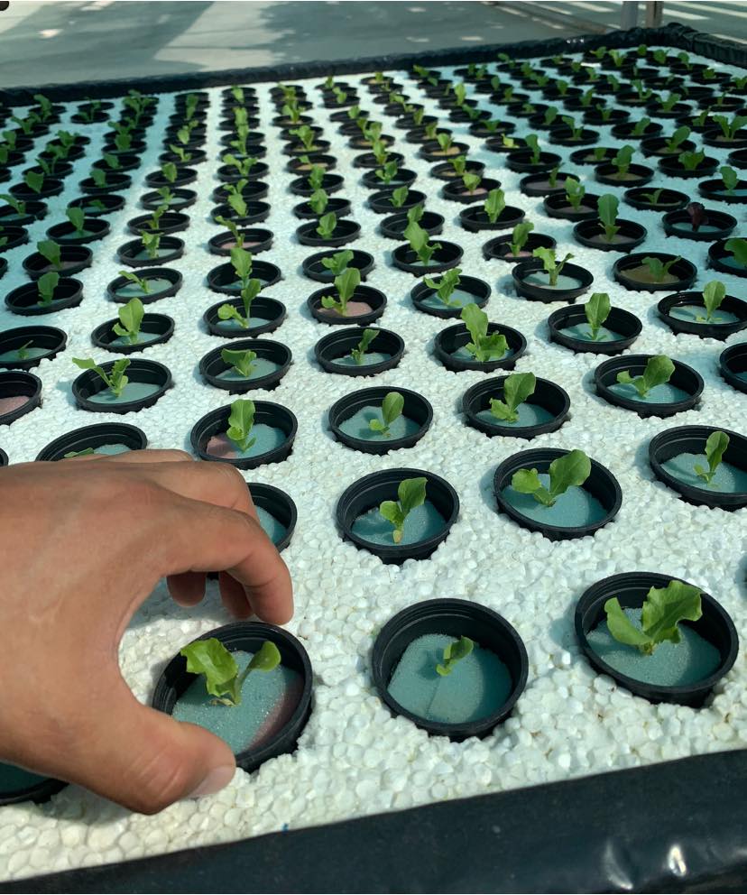 BioHydroponics