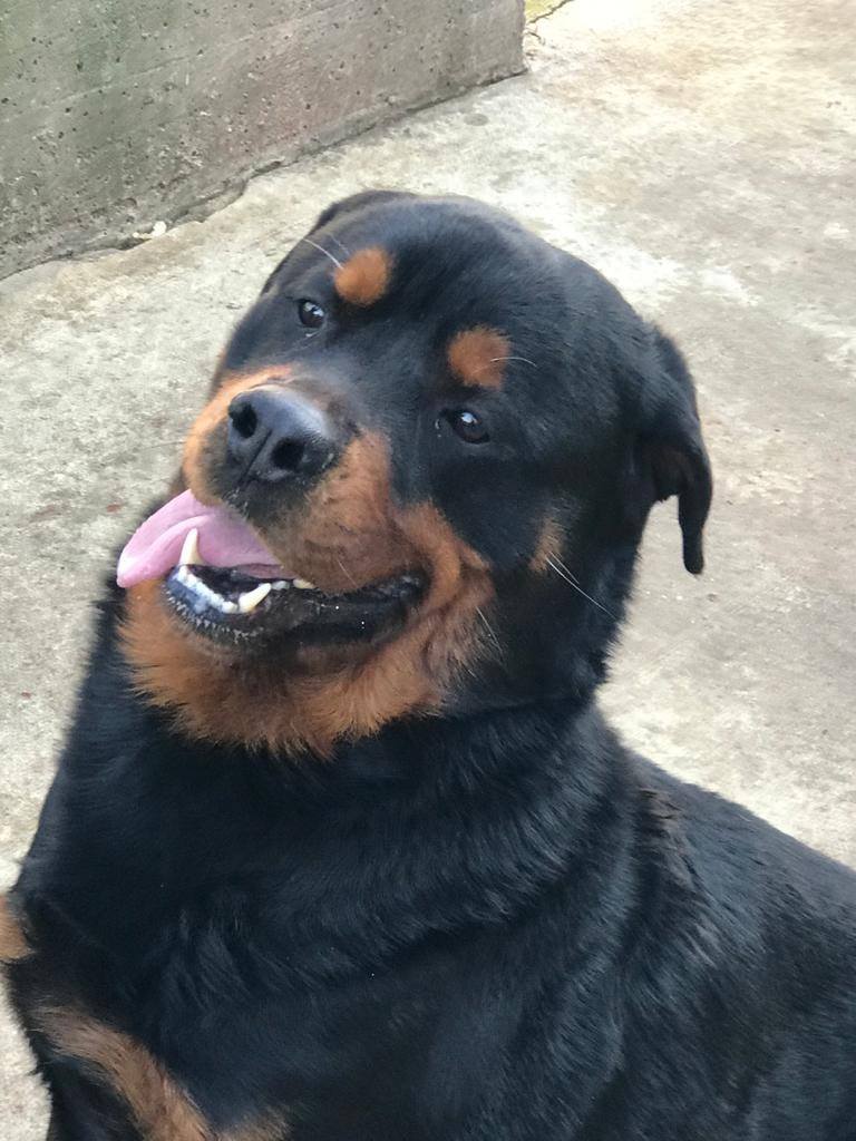 Amici del Rifugio del Cane di Seriate - Aron 🐾 Prestante rottweiler ...