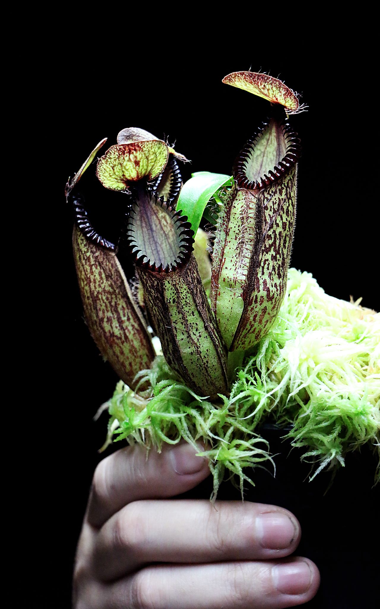 Nepenthes on my Kinabalu 1990 and 93 including N villosa , N lowii