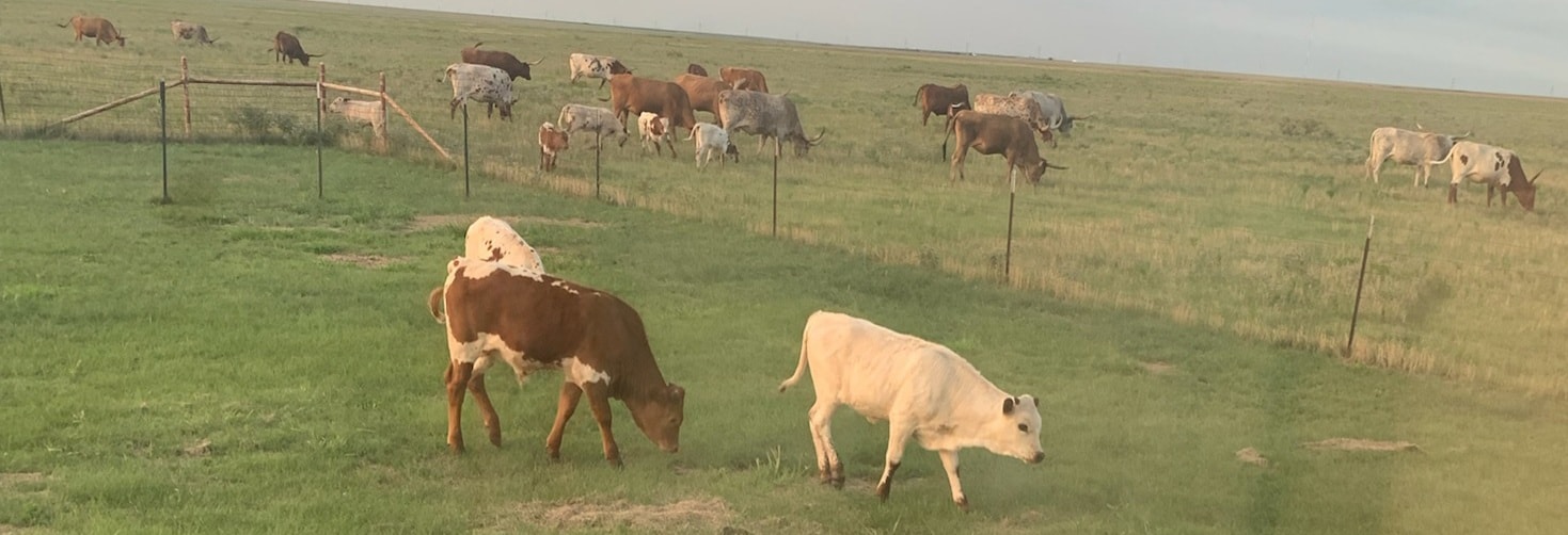 OWL RANCH | Claude TX