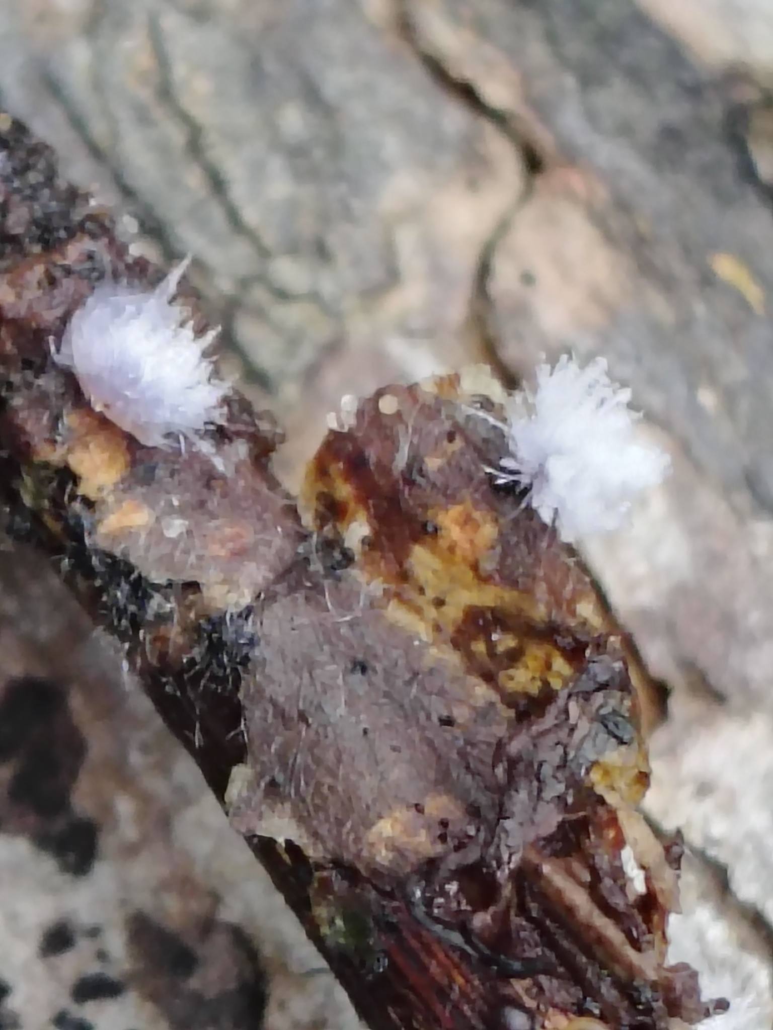 What is this small white fungus found in Netherlands oak forest?