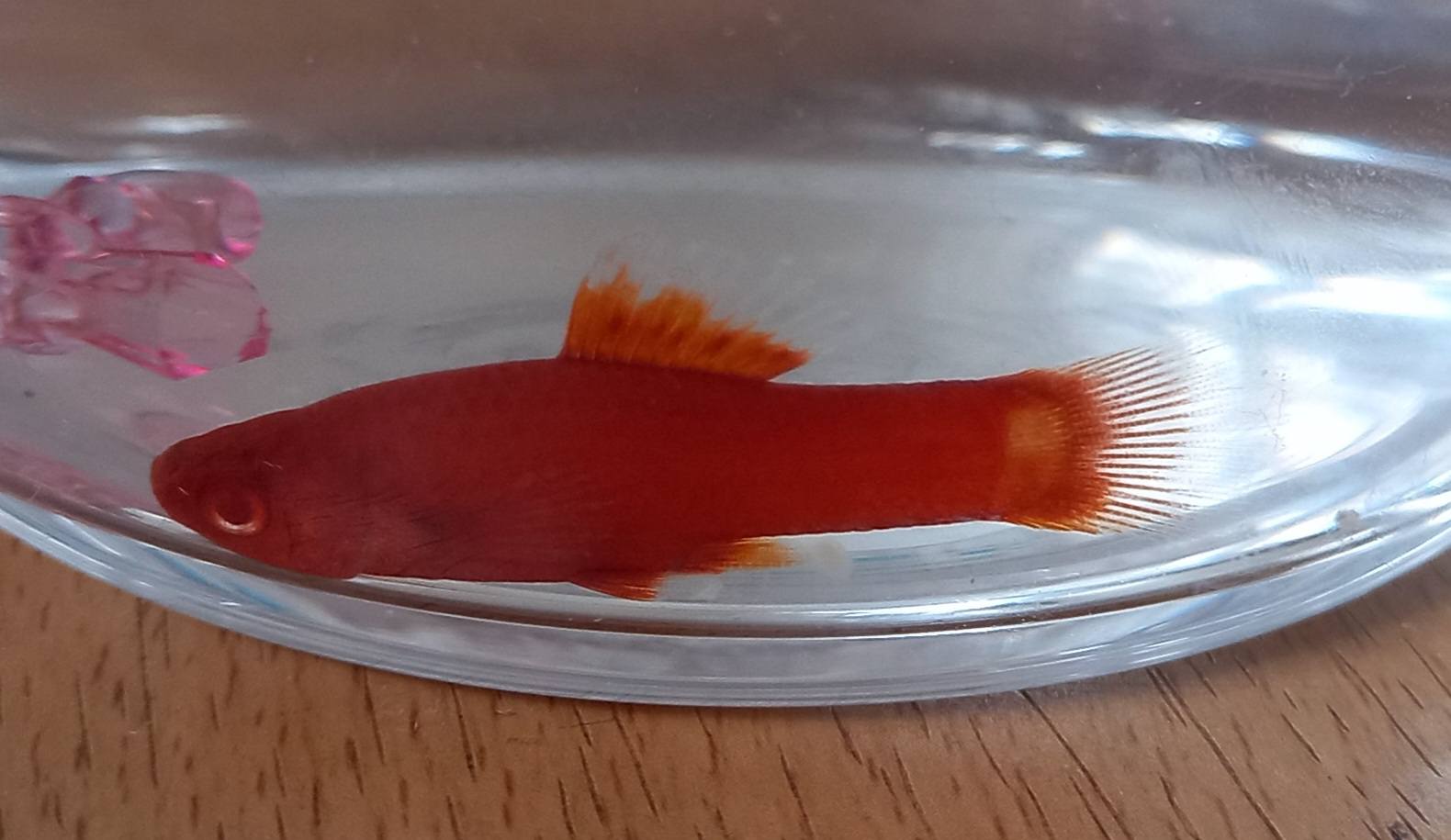 孔雀魚送養 公益 飼養心得交流區 | 請問，母紅劍魚魚鰭和尾巴都受傷，前幾天和公魚養在一起，昨天看見它受傷已隔離養但沒放鹽 （應該是被公魚 ...