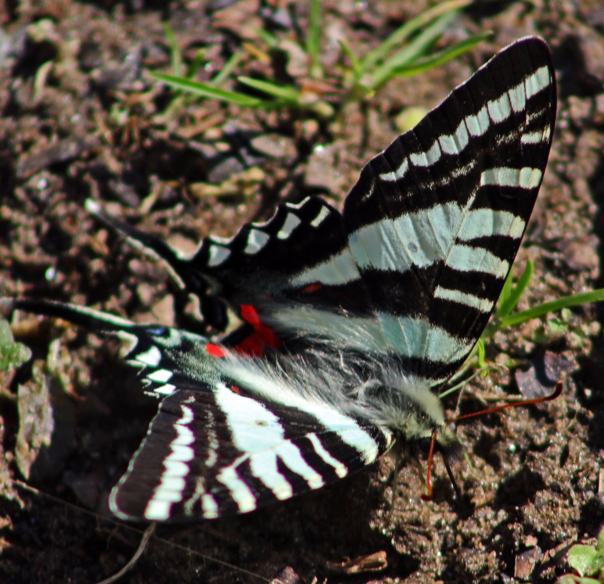 Zebra swallowtail butterfly in Cherokee National Forest