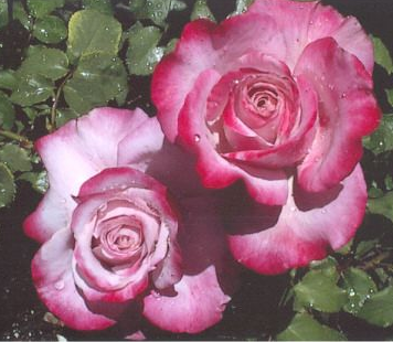 Patsy Cline ™... - CC Rose Shop Sri-Racha